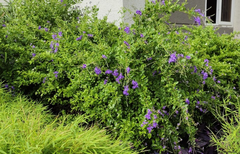 ¿Qué sucede si no podamos las plantas?