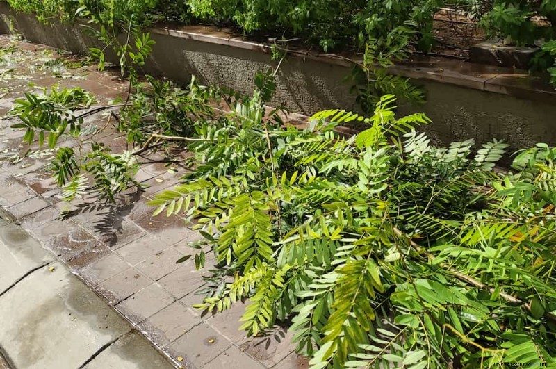 ¿Qué sucede si no podamos las plantas?