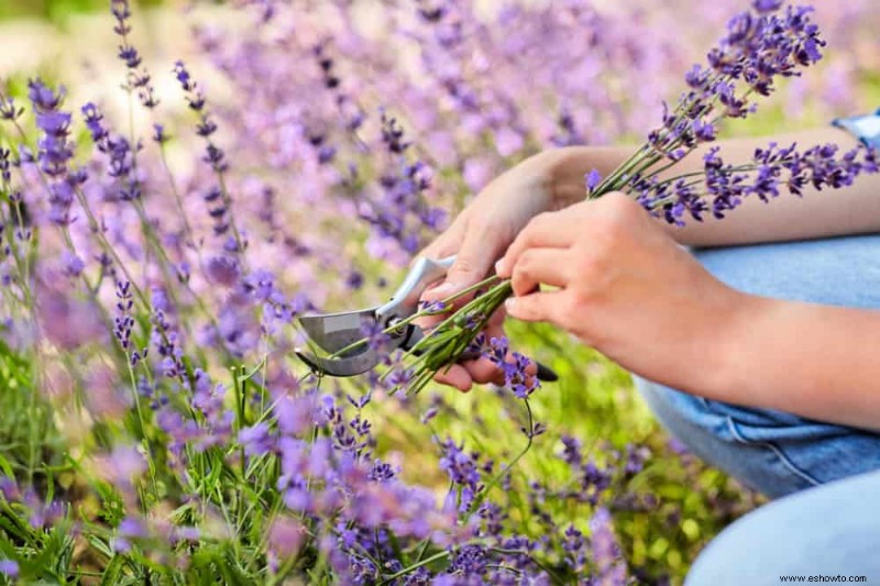 ¿Qué sucede si no podamos las plantas?