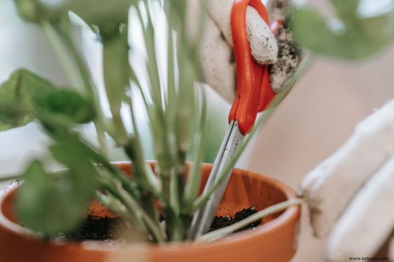 Por qué las plantas de interior se vuelven largas y cómo solucionarlo