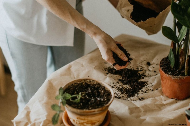 Por qué las plantas de interior se vuelven largas y cómo solucionarlo