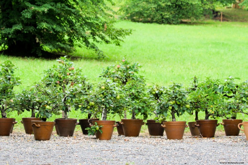 Cómo cultivar manzanos en contenedores