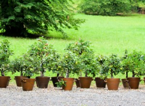 Guía completa para cultivar manzanos en contenedores: Consejos expertos para principiantes