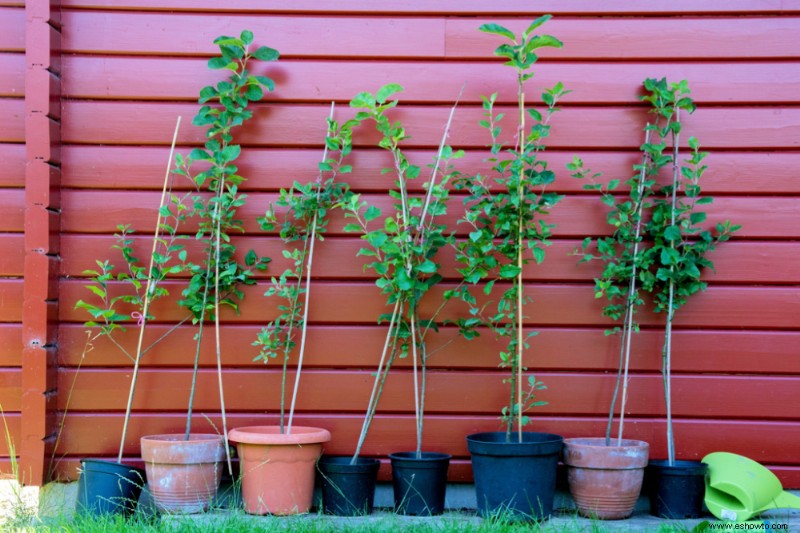 Cómo cultivar manzanos en contenedores