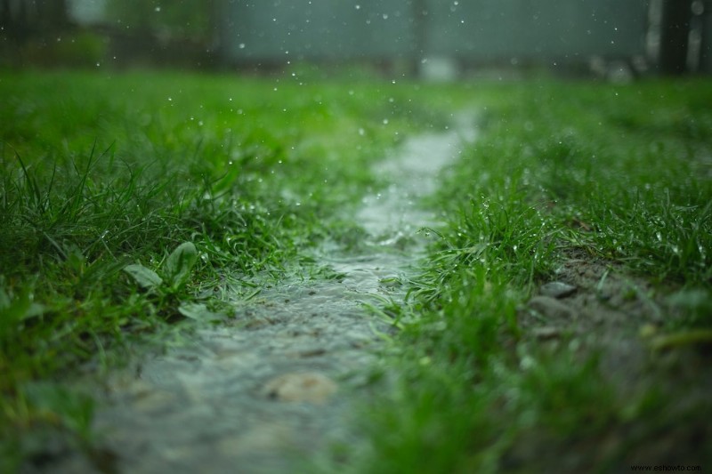 8 razones por las que plantar bajo la lluvia es una mala idea