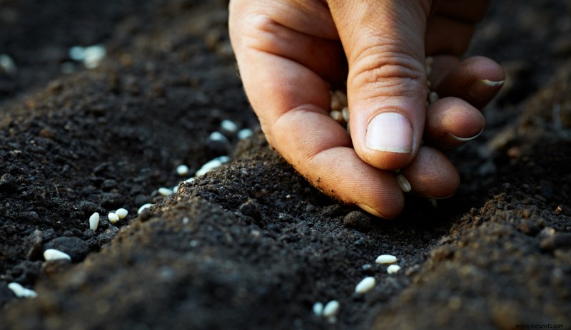 8 razones por las que plantar bajo la lluvia es una mala idea