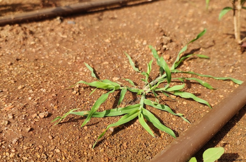 8 razones por las que plantar bajo la lluvia es una mala idea