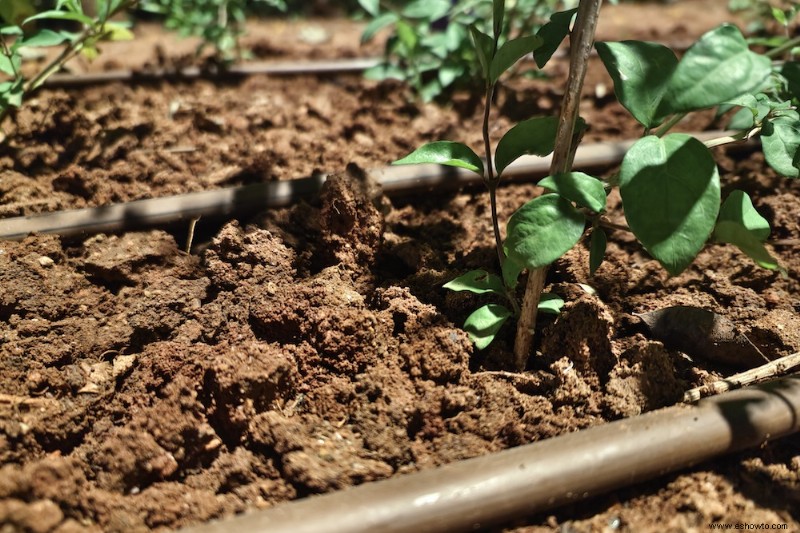 8 razones por las que plantar bajo la lluvia es una mala idea