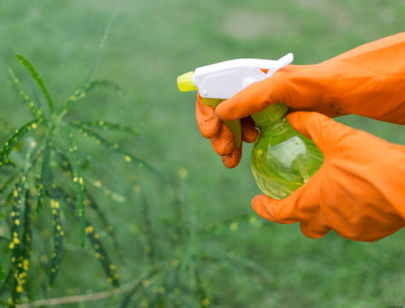 6 razones por las que no puede eliminar las malas hierbas de su césped