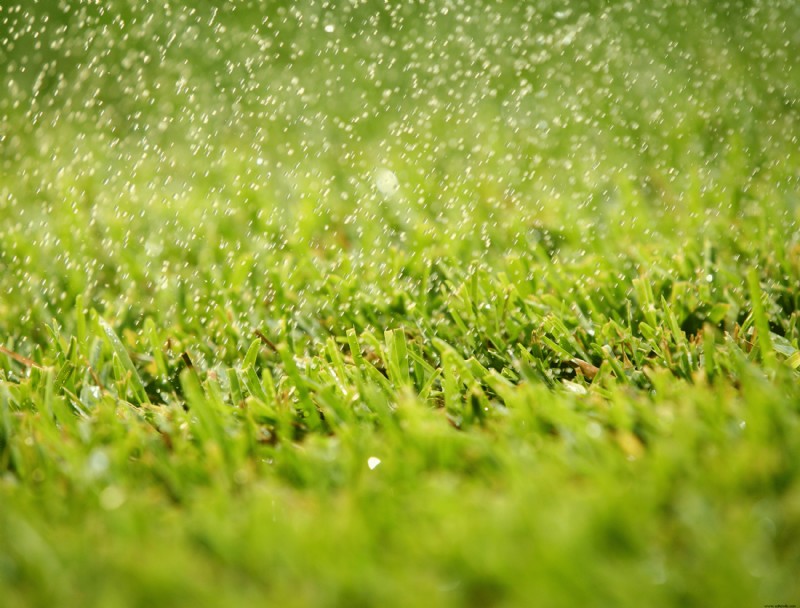 6 razones por las que no puede eliminar las malas hierbas de su césped