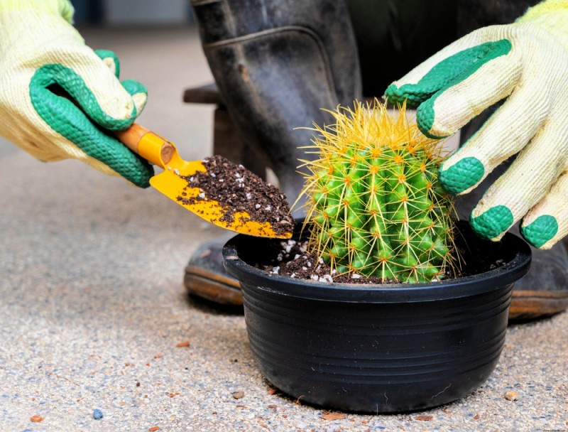 9 errores que puede estar cometiendo con las plantas de interior