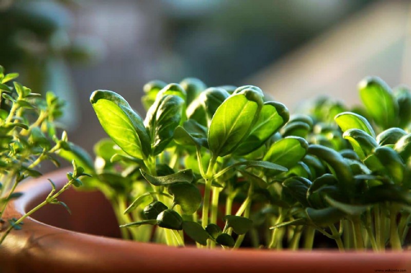 9 errores que puede estar cometiendo con las plantas de interior