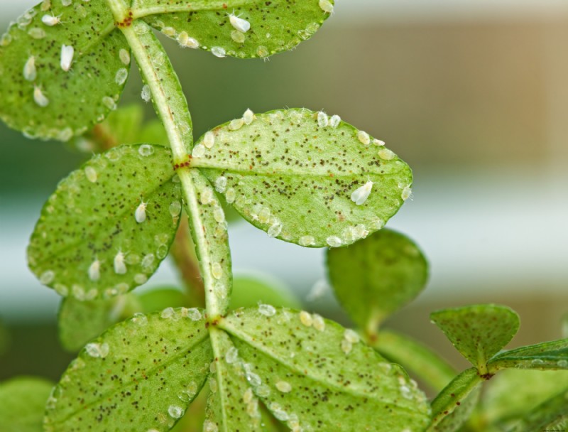 9 errores que puede estar cometiendo con las plantas de interior