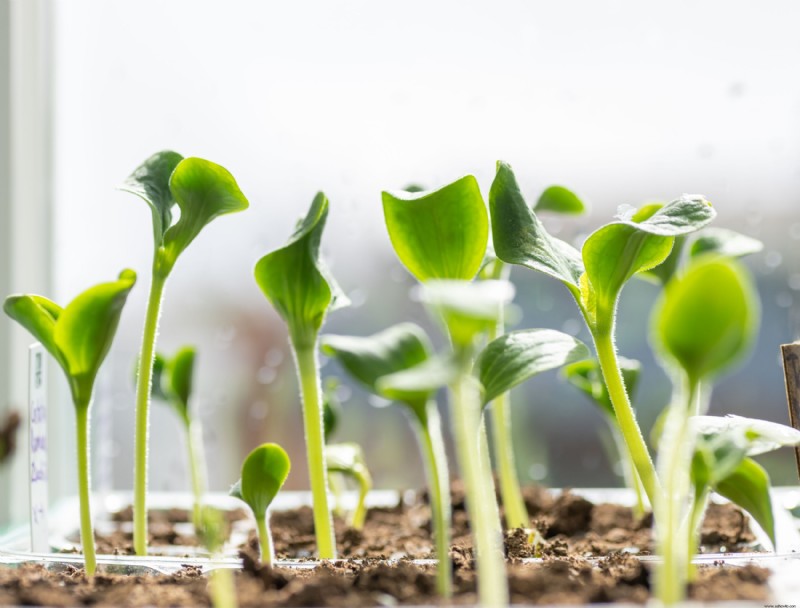 Cómo cultivar calabacines