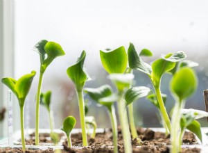 Guía Completa para Cultivar Calabacines en Casa: Consejos Expertos Paso a Paso