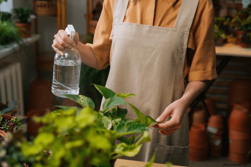 Los beneficios de agrupar plantas de interior juntas