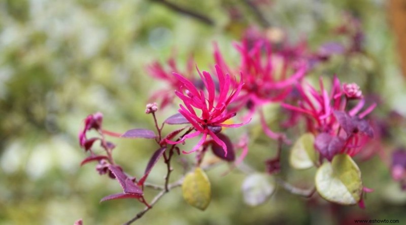 16 de las mejores plantas perennes de otoño que debes plantar