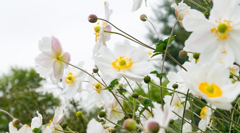 16 de las mejores plantas perennes de otoño que debes plantar