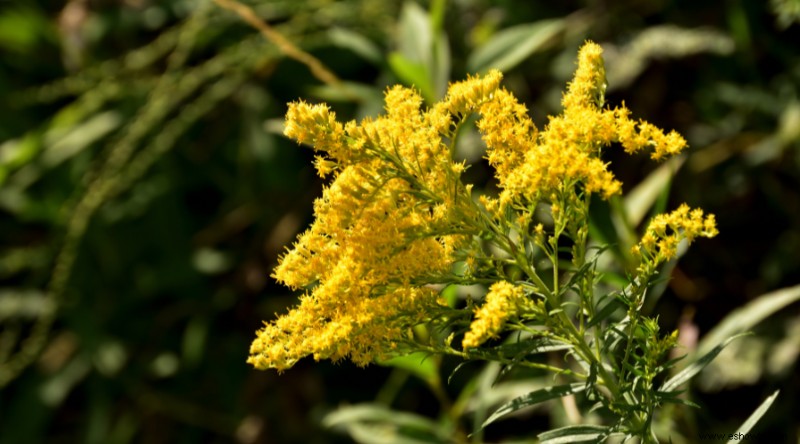 16 de las mejores plantas perennes de otoño que debes plantar