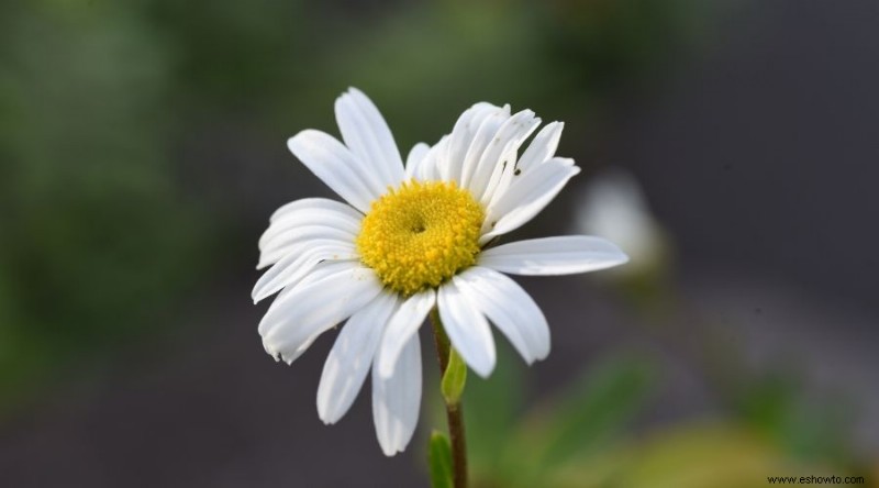 16 de las mejores plantas perennes de otoño que debes plantar