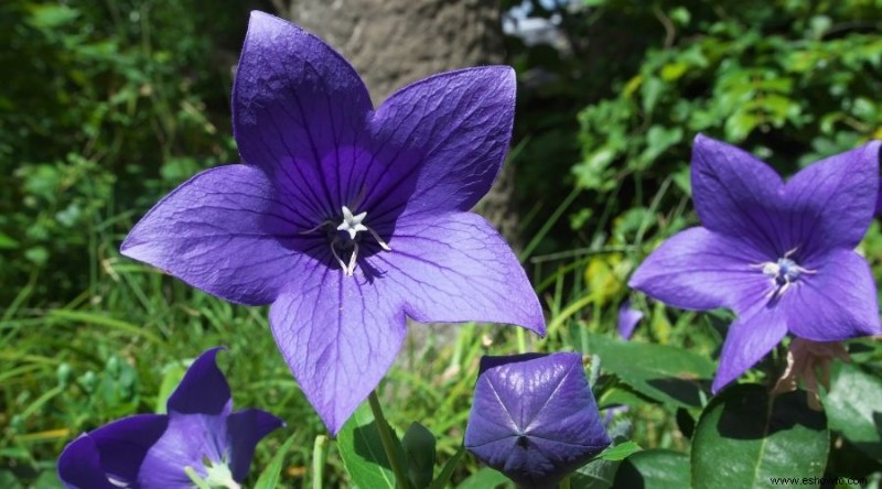 16 de las mejores plantas perennes de otoño que debes plantar