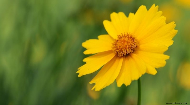 16 de las mejores plantas perennes de otoño que debes plantar