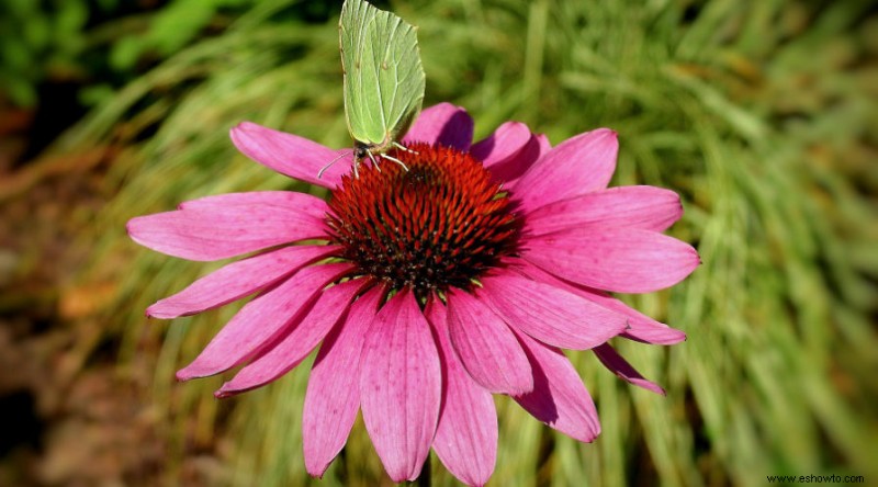 16 de las mejores plantas perennes de otoño que debes plantar