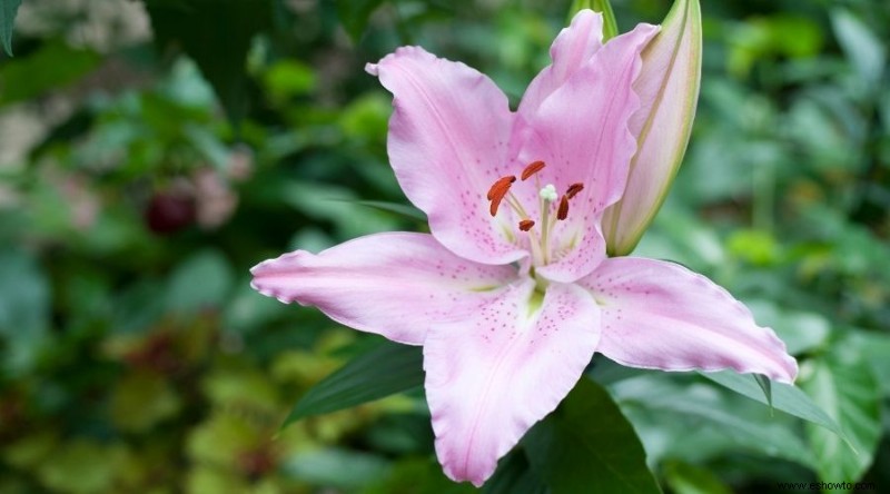 16 de las mejores plantas perennes de otoño que debes plantar