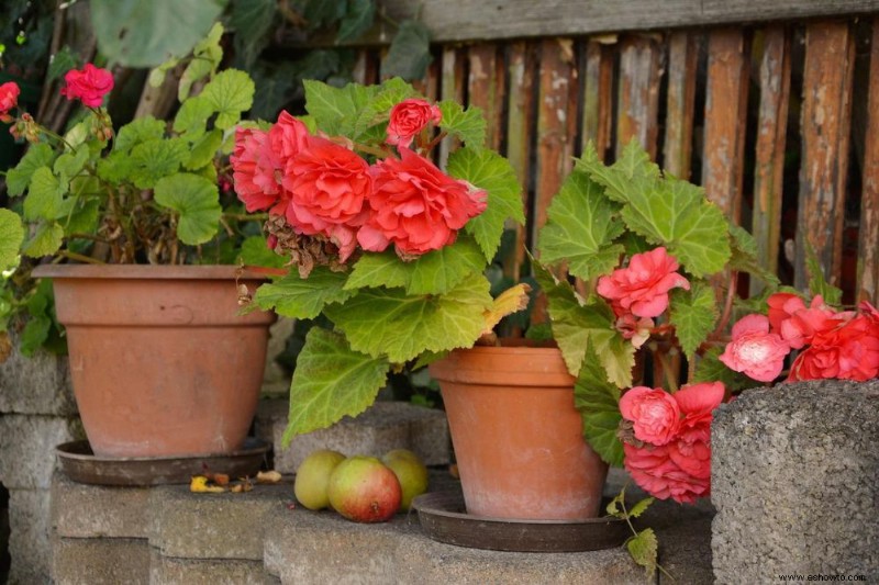 7 mejores plantas en maceta que prosperan a la sombra