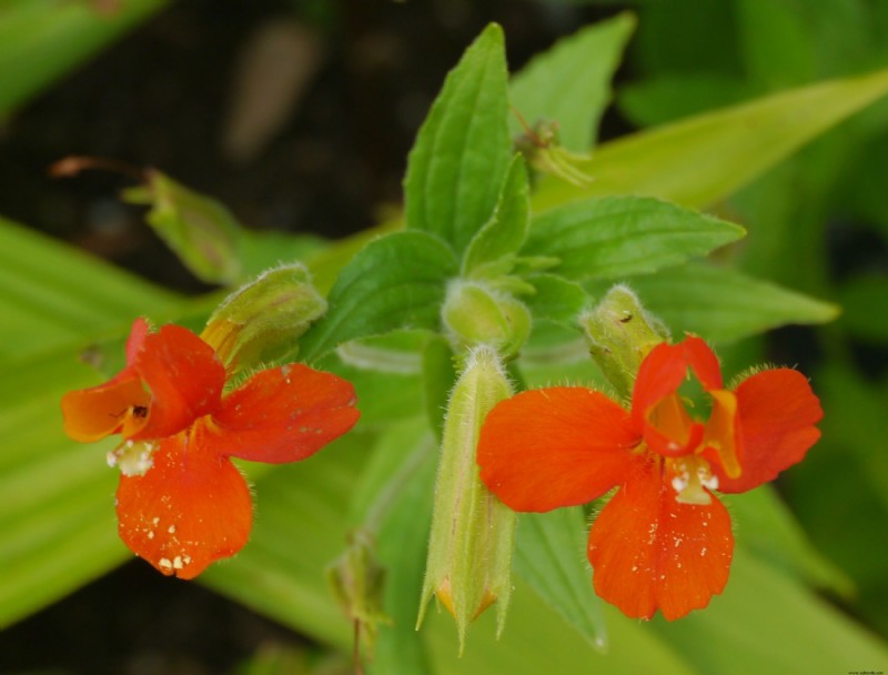 7 mejores plantas en maceta que prosperan a la sombra