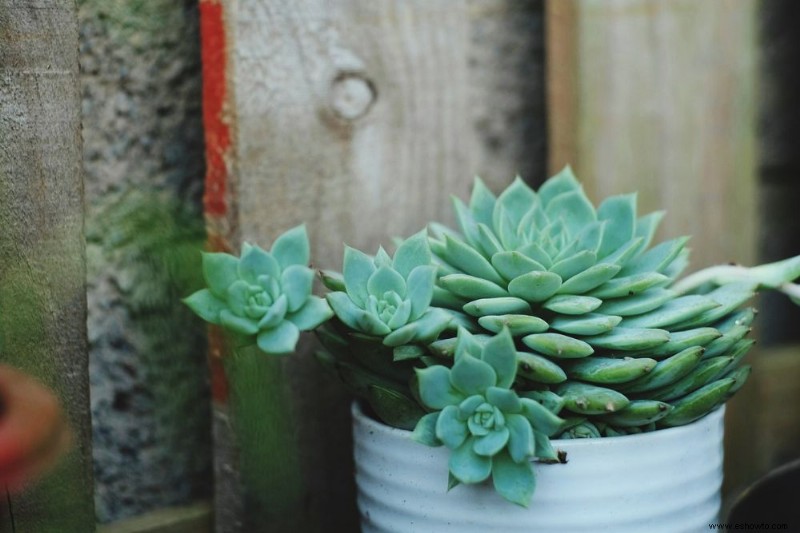 7 mejores plantas en maceta que prosperan a la sombra