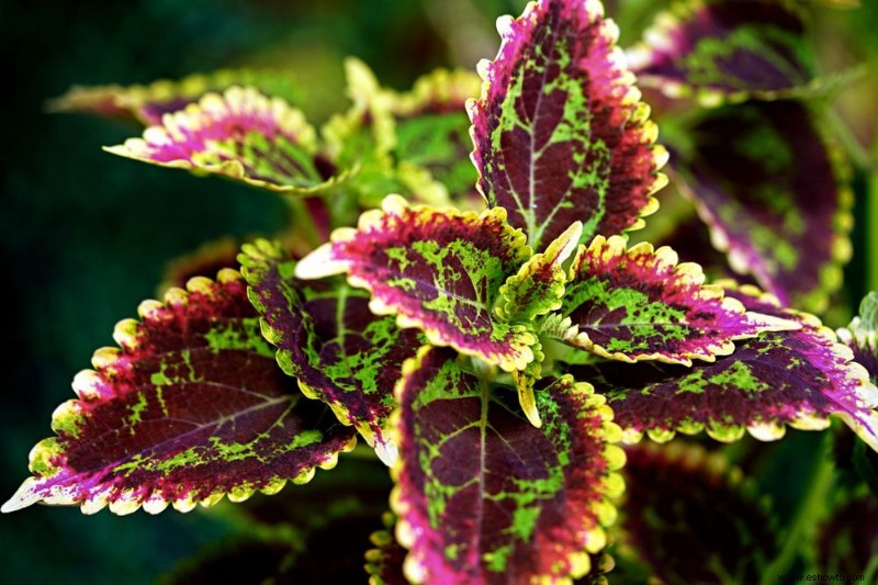 7 mejores plantas en maceta que prosperan a la sombra