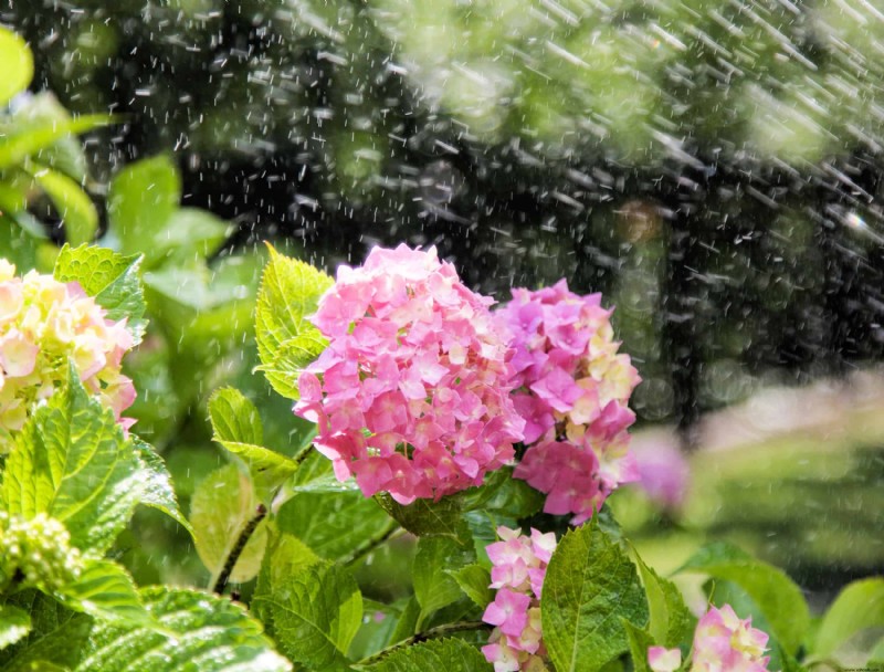 ¿Debería podar las hortensias en otoño?