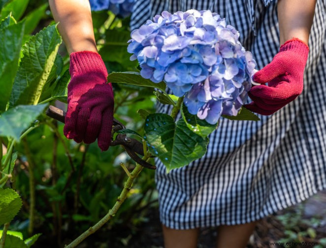 ¿Debería podar las hortensias en otoño?