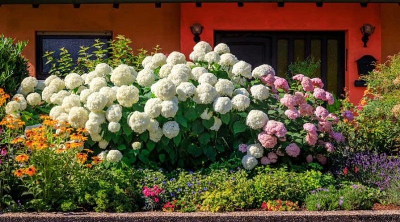 ¿Debería podar las hortensias en otoño?