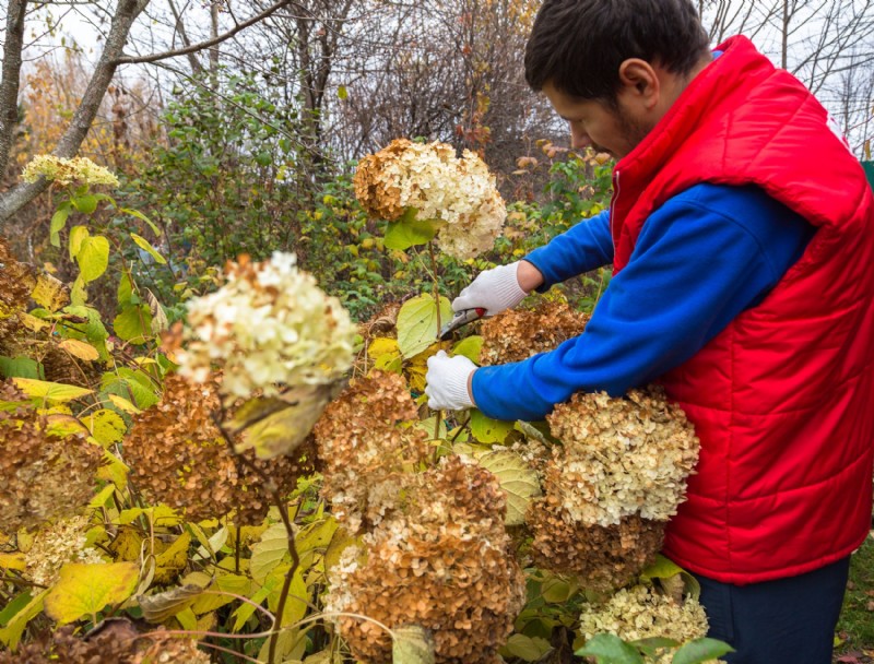 ¿Debería podar las hortensias en otoño?