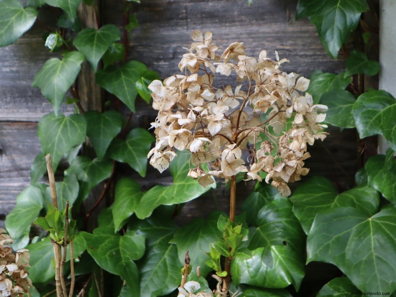 ¿Debería podar las hortensias en otoño?