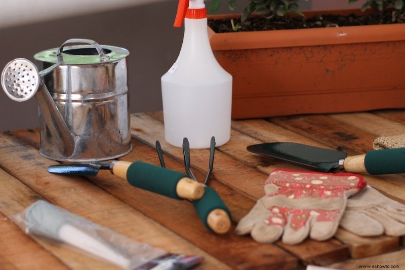 Cómo cultivar rosas a partir de esquejes