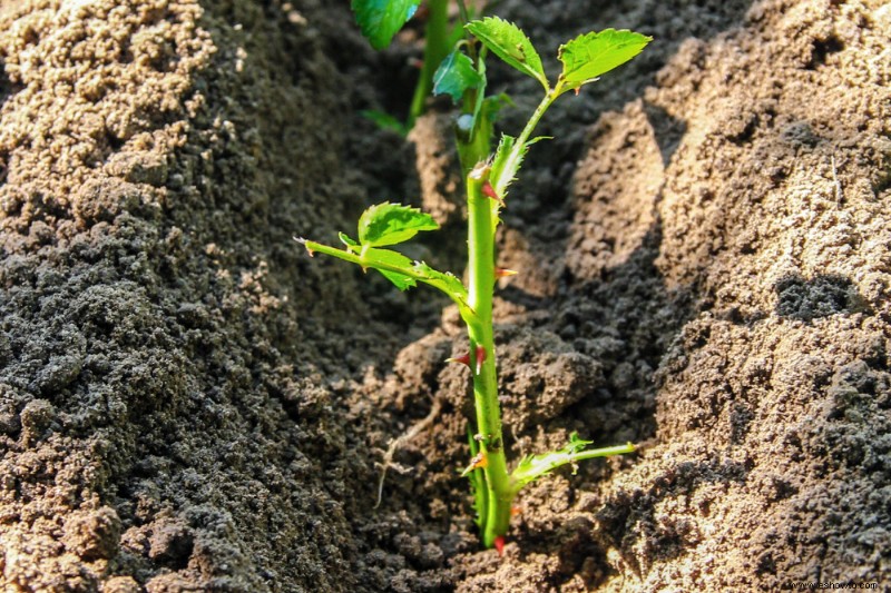 Cómo cultivar rosas a partir de esquejes