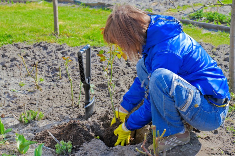 Cómo cultivar rosas a partir de esquejes