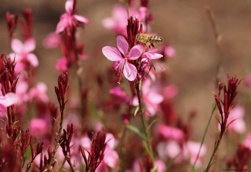 10 cubiertas vegetales perennes