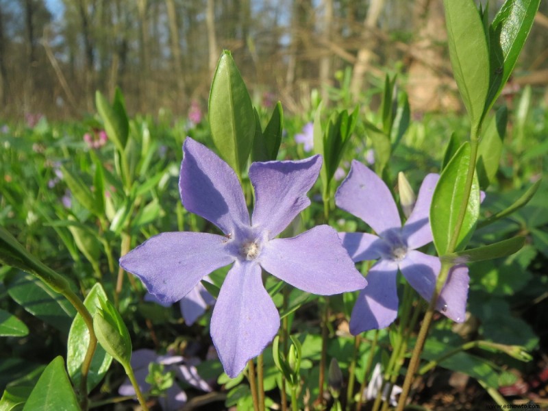 10 cubiertas vegetales perennes