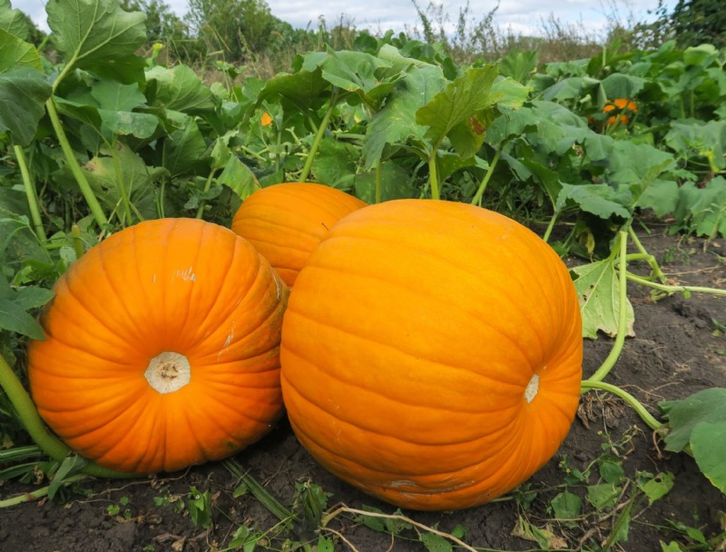 Cómo cultivar calabazas