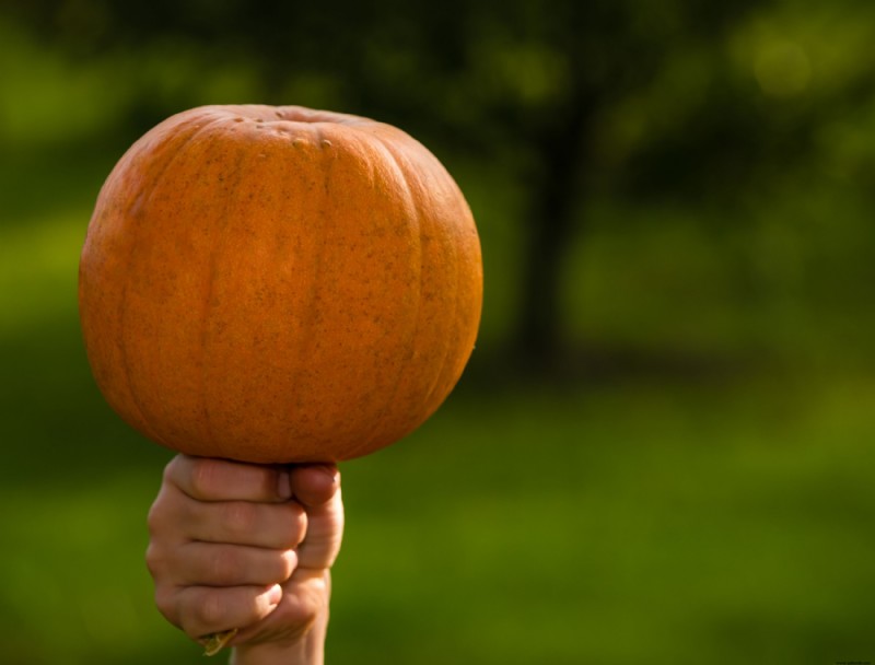 Cómo cultivar calabazas