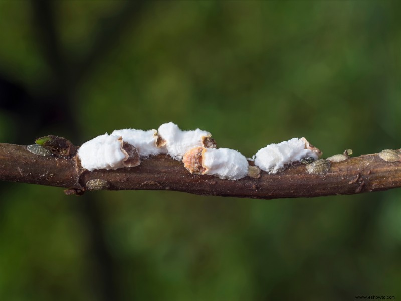 4 problemas comunes con las hortensias