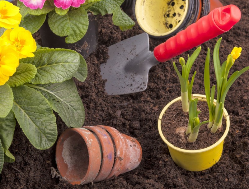 Cómo cuidar las plantas perennes en otoño