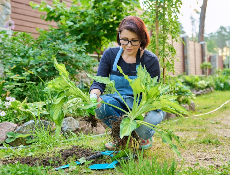 Cómo cuidar las plantas perennes en otoño