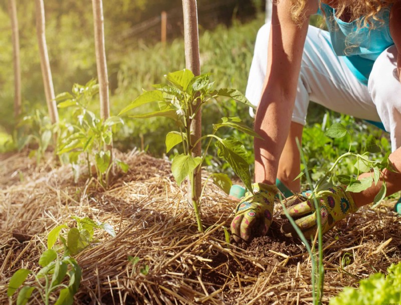 Cómo cuidar las plantas perennes en otoño