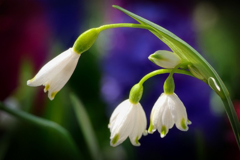 6 flores para plantar en otoño y tener hermosas flores primaverales