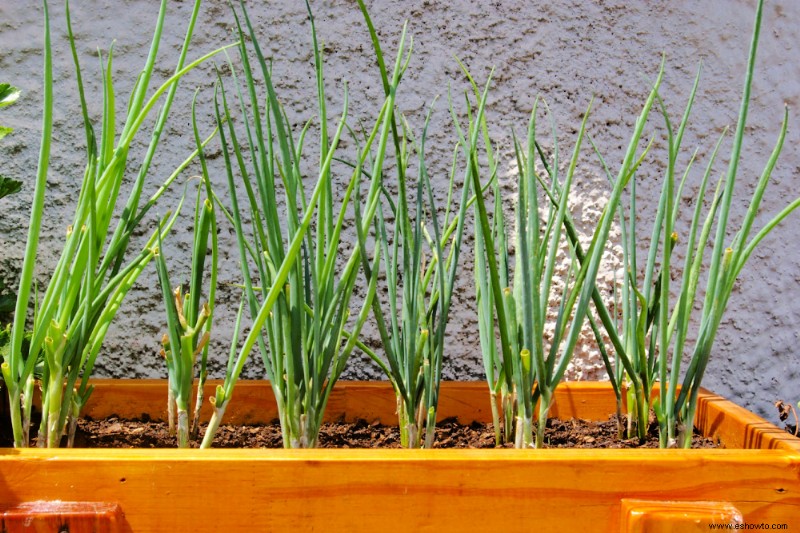 Cómo cultivar cebollas verdes